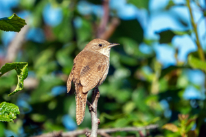 House Wren